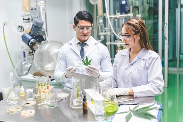 Douleurs, anxiété, épilepsie: traitez avec une plante médicinale