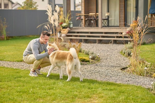 Pourquoi choisir une mutuelle pour votre chien