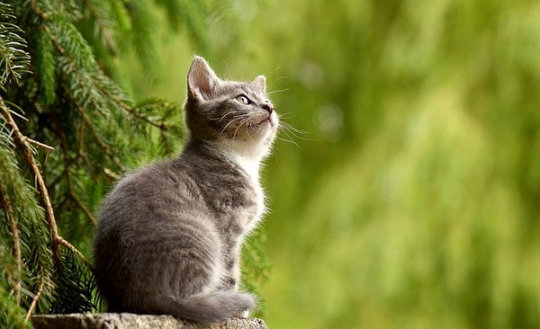 Quelles sont les maladies que les chats transmettent aux hommes ?